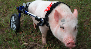 In a patch of grass, a small pig stands at an angle facing the camera. A pair of wheels is attached to a harness around his shoulders, serving as his back legs. 