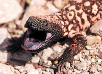 A yellow and black Gila Monster lizard holds its mouth open.